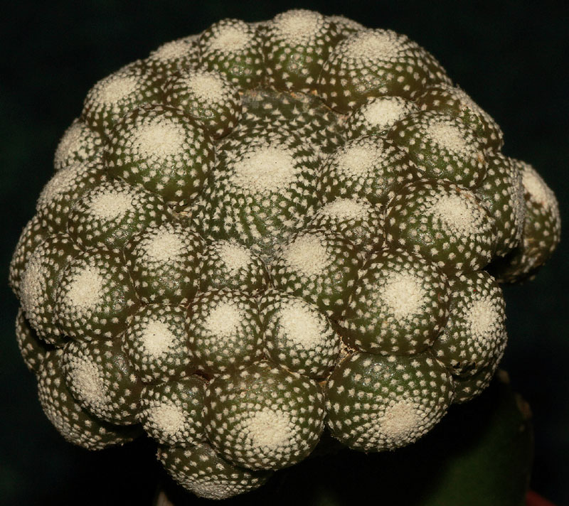 Blossfeldia liliputana